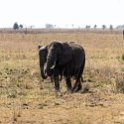 TZA MAR SerengetiNP 2016DEC24 ThachKopjes 005 : 2016, 2016 - African Adventures, Africa, Date, December, Eastern, Mara, Month, Places, Serengeti National Park, Tanzania, Thach Kopjes, Trips, Year